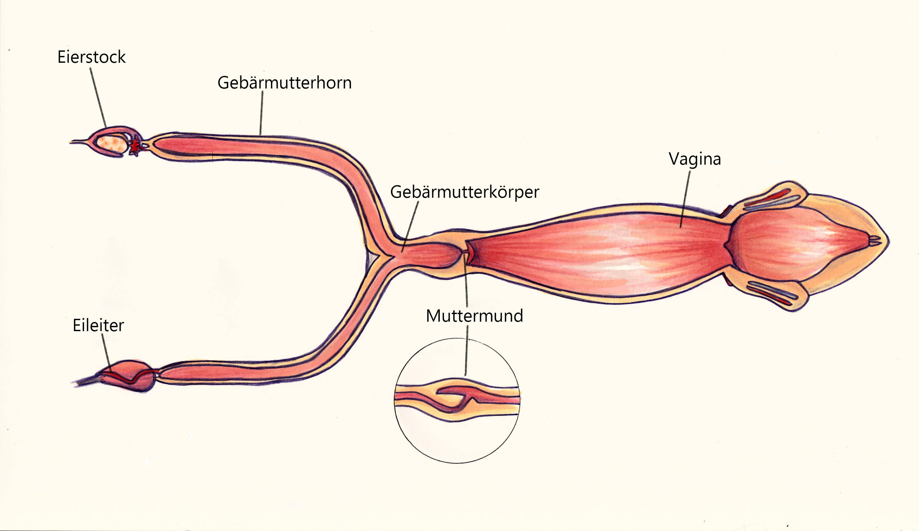 aus vagina Sperma