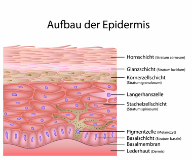 einer in fotze schwänze Zwei