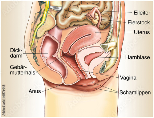 scheide Penis in