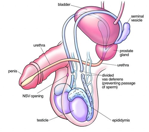 vagina Penis vs