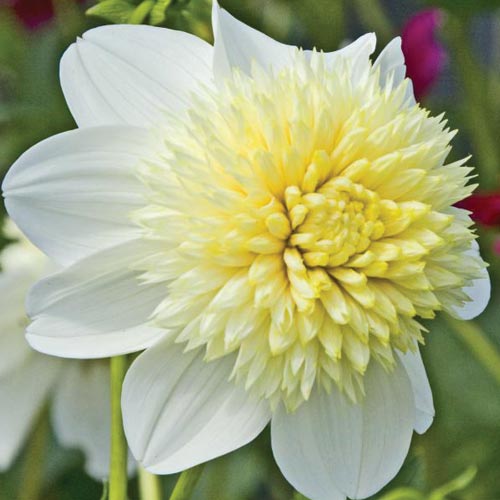 blonde dahlia The