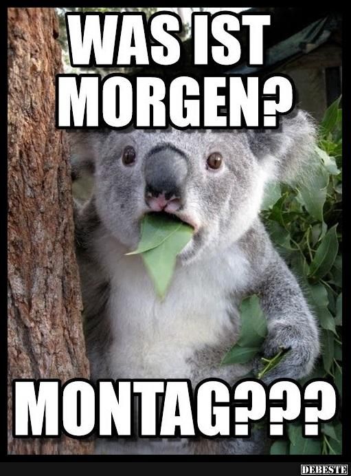 morgen Lustige bilder montag