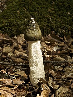 cock Mushroom head