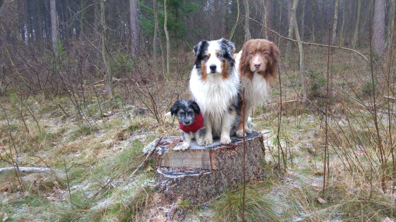 Vintage beaver hunt