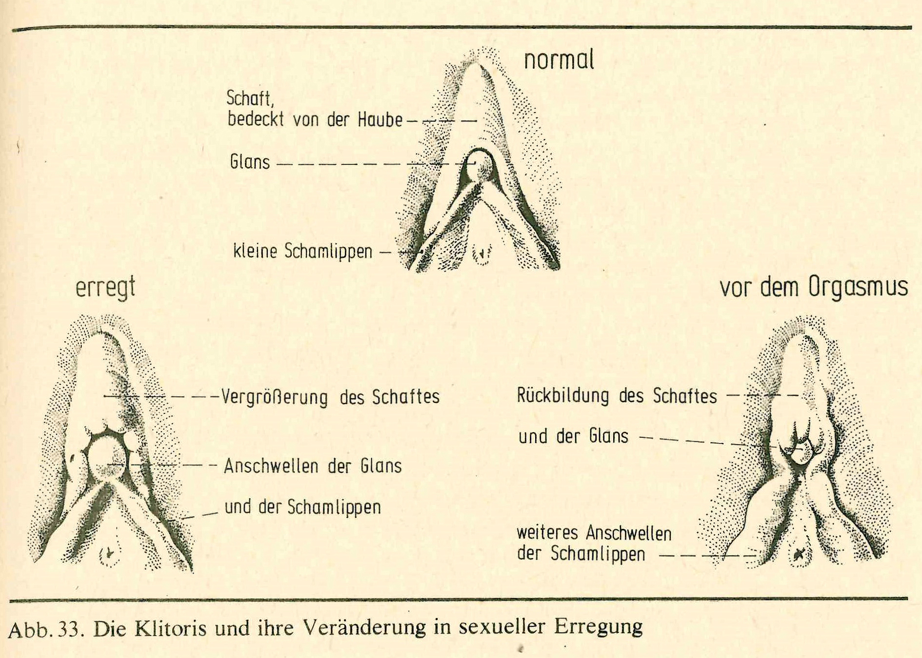 größte kitzler Der