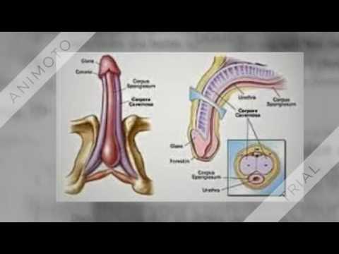 enlargement fraud Penis