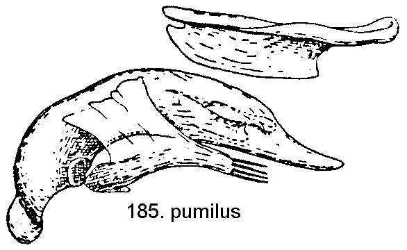 gebogen Penis nach unten