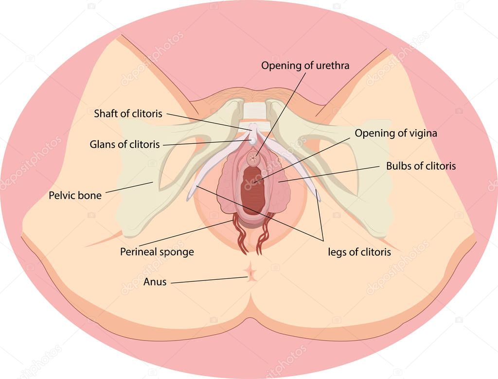 in spritzen Sperma vagina