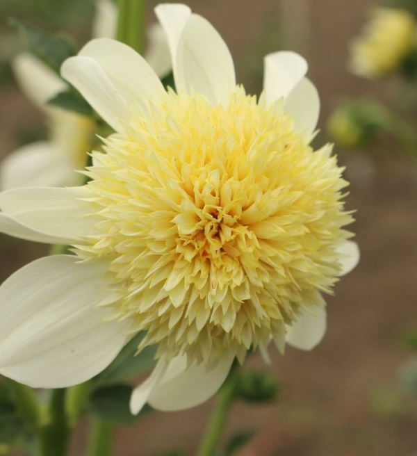 blonde dahlia The