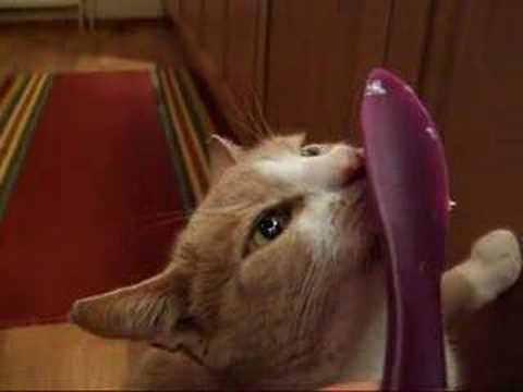 pussy Licking a