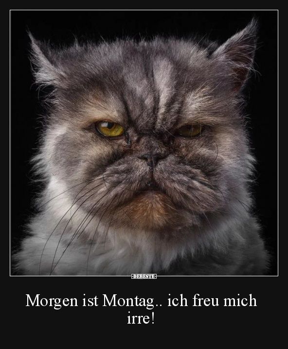 morgen Lustige bilder montag