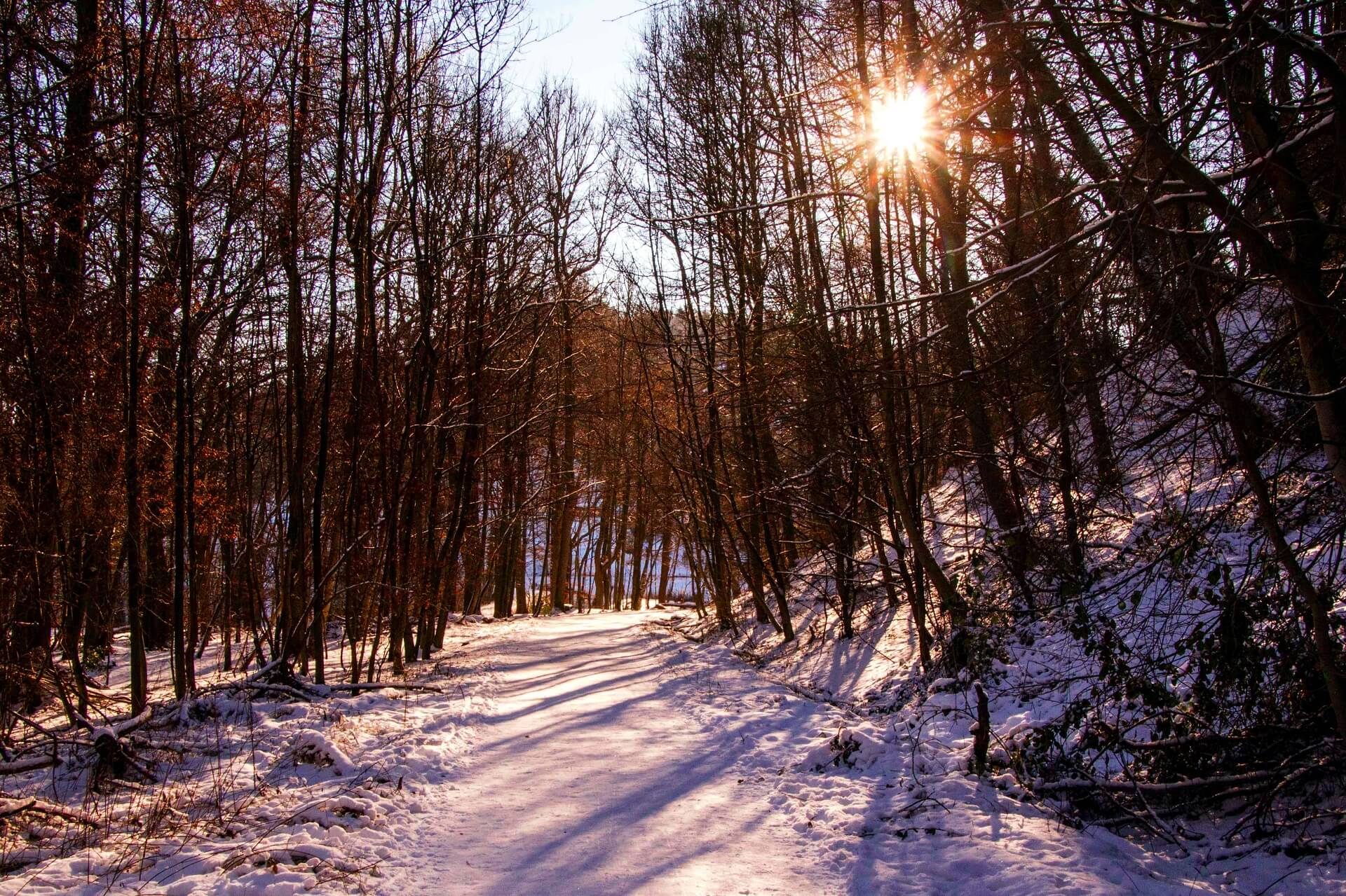 im wald Dreier