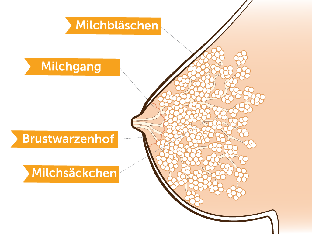 welt titten der Die grössten