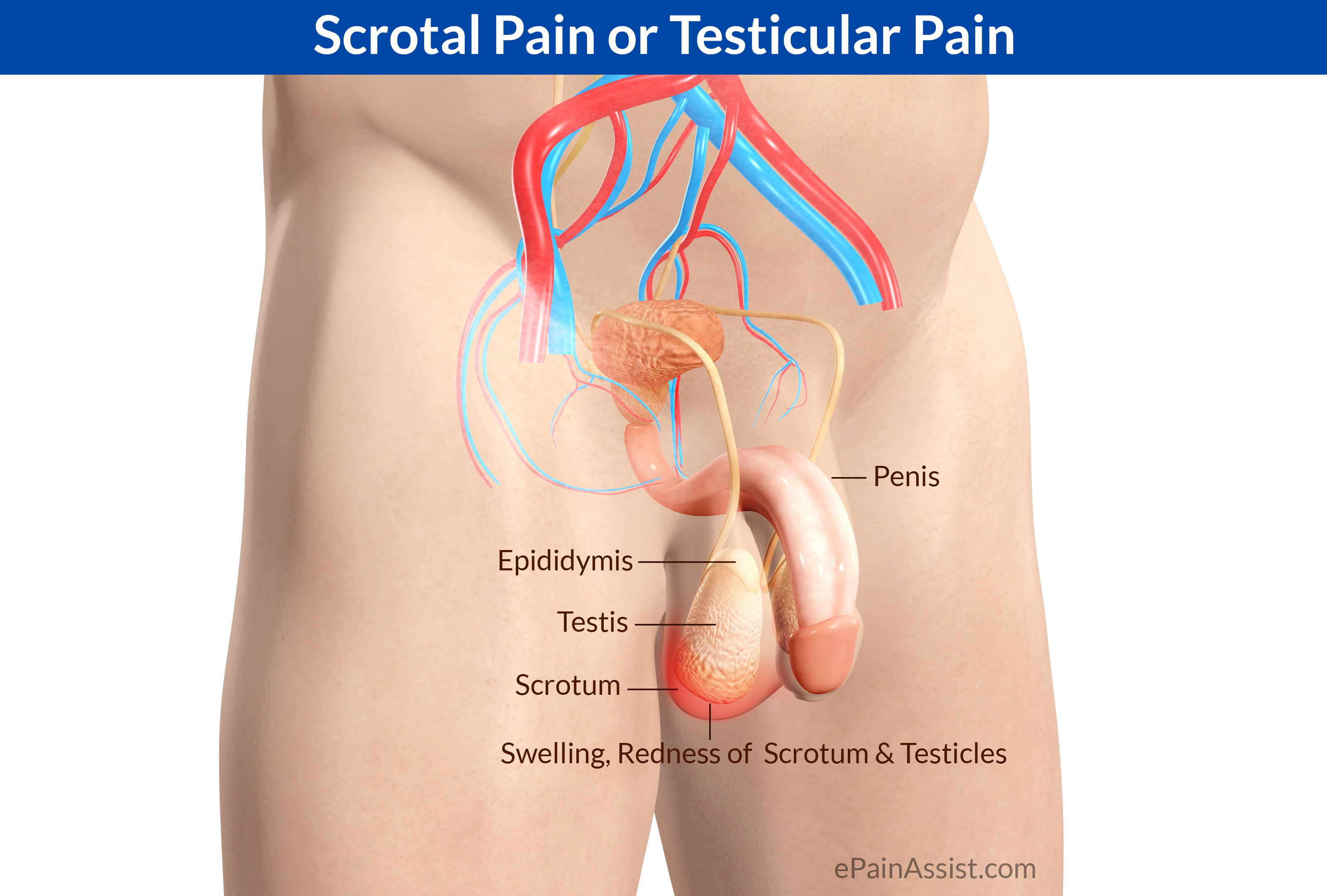 pain porn Penis