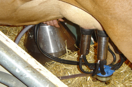 cock Milking machine