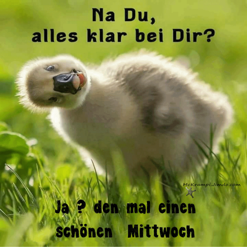 morgen bilder Mittwoch