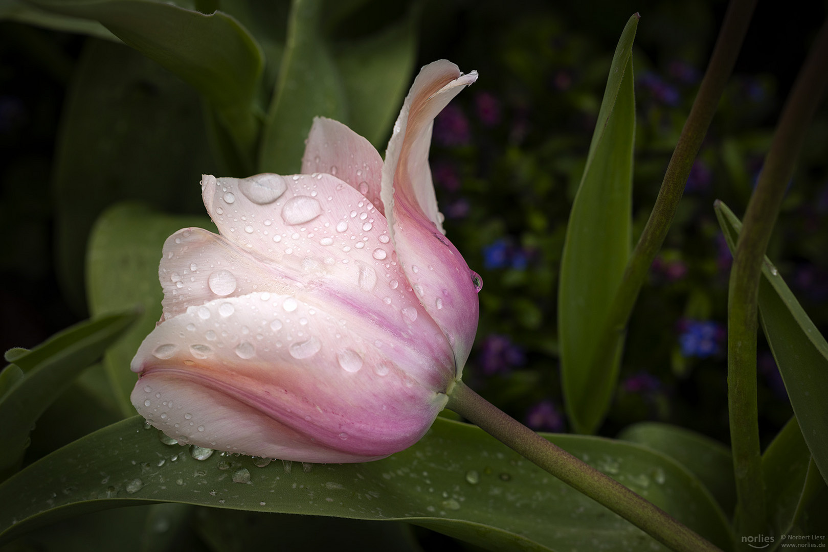 Sperma drinnen tube