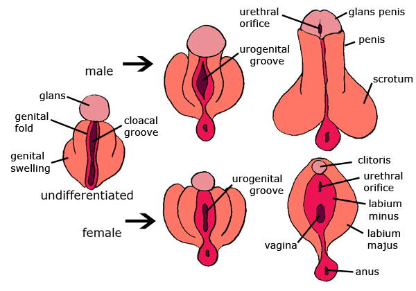 vagina Penis vs