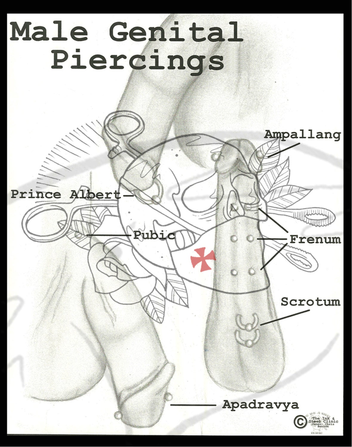 penis Piercing in