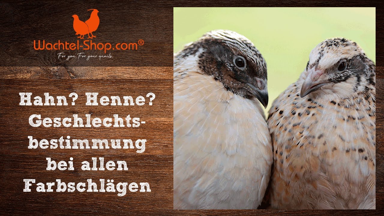 mit huhn Sex