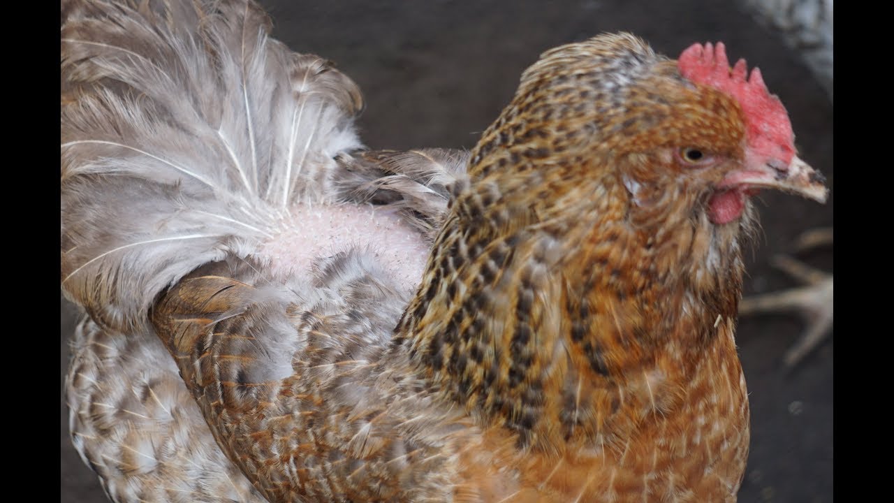 mit huhn Sex