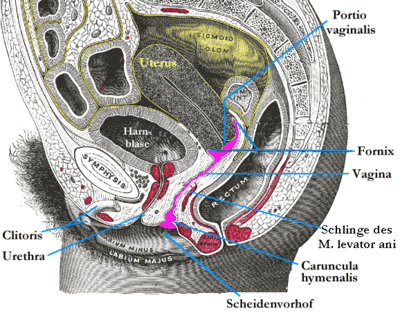 vagina die Sperma in