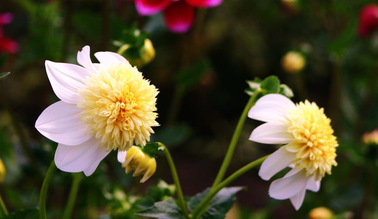 The blonde dahlia