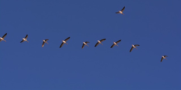 vögel Wie ficken